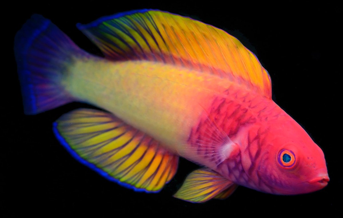 Scientists discover a new psychedelic fish species with brilliant rainbow scales thisiscolossal.com/2022/03/rose-v…