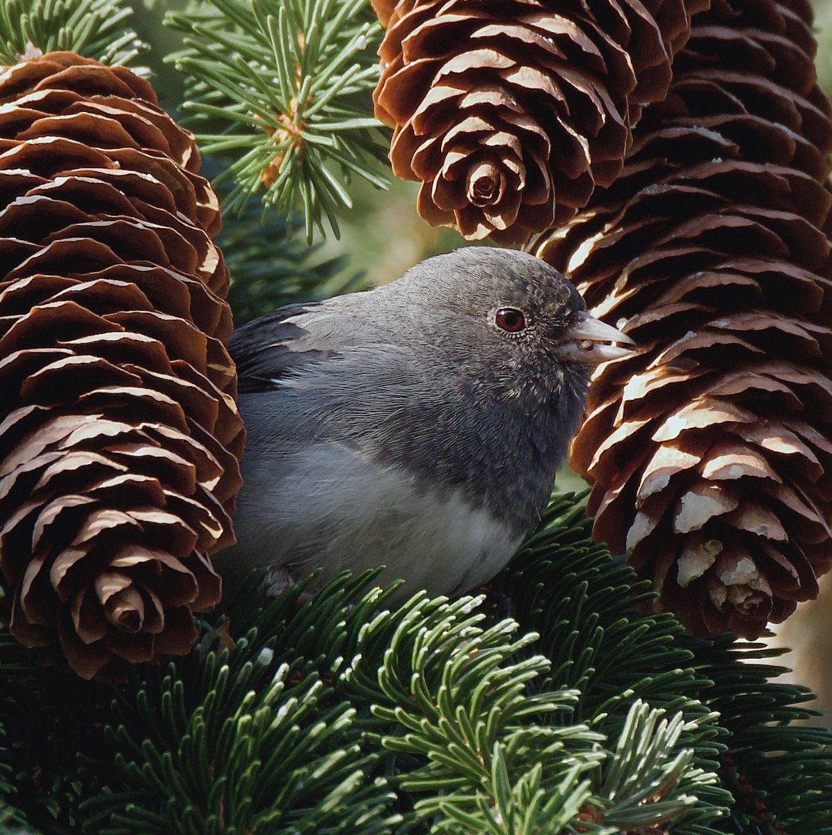 RoppityPhotos's tweet photo. #TwitterNatureCommunity #Pine #Cones #Tree #Junco https://t.co/LR17qk5v3x