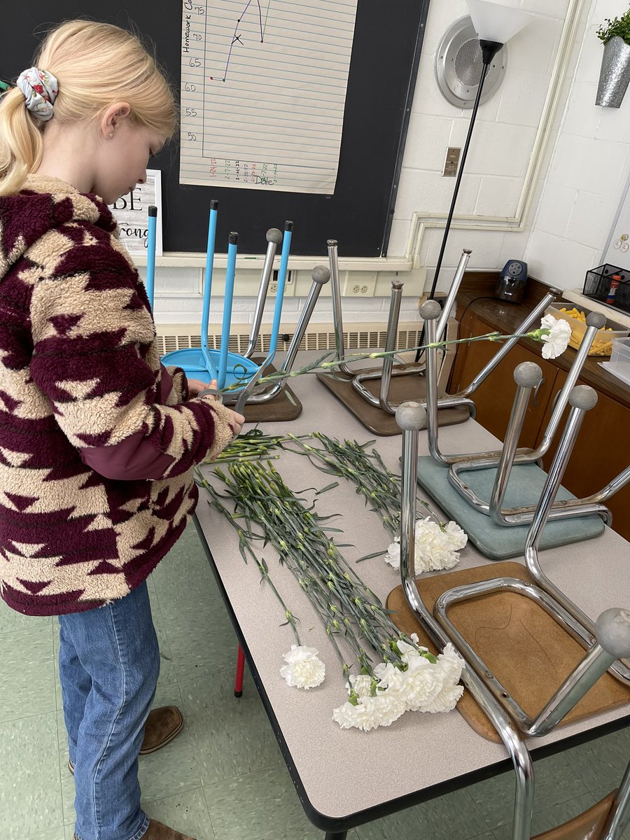 Cutting and dying carnations for tomorrow’s St. Patrick’s Day sale.  Way to go, Warren Grade 5!