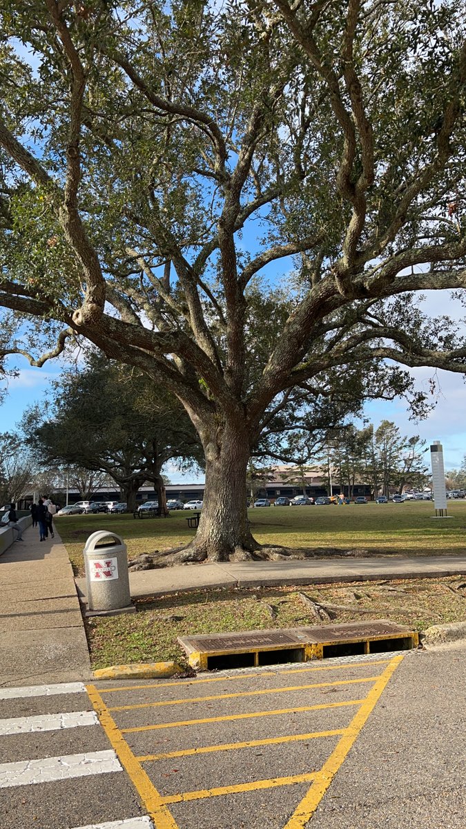 ma_namesCOLLIN's tweet photo. Researchers investigated divergence of live oak species (Q. virginiana and Q. oleoides) most likely resulting from climatic change in their geographic location.
@NichollsBiology #NichollsEvolution
https://t.co/tyf6ZemTKW https://t.co/Z44zhjRFoZ