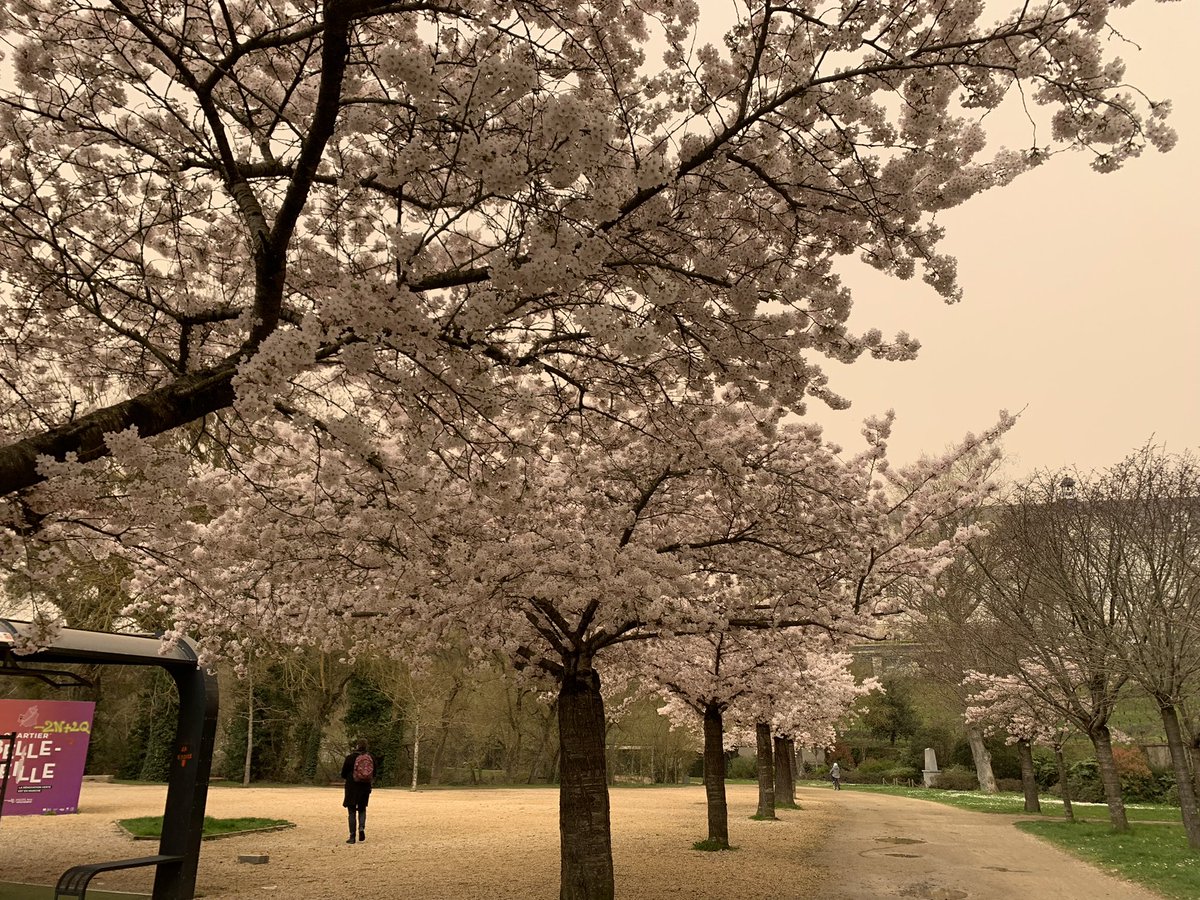Angers_Jardins's tweet photo. A #Angers aussi ce mercredi c’est l’Hanami mais avec le sable du Sahara le blanc de nos cerisiers ont un rendu « photo ancienne sépia » ! #battleflower https://t.co/FFIgGDC85v