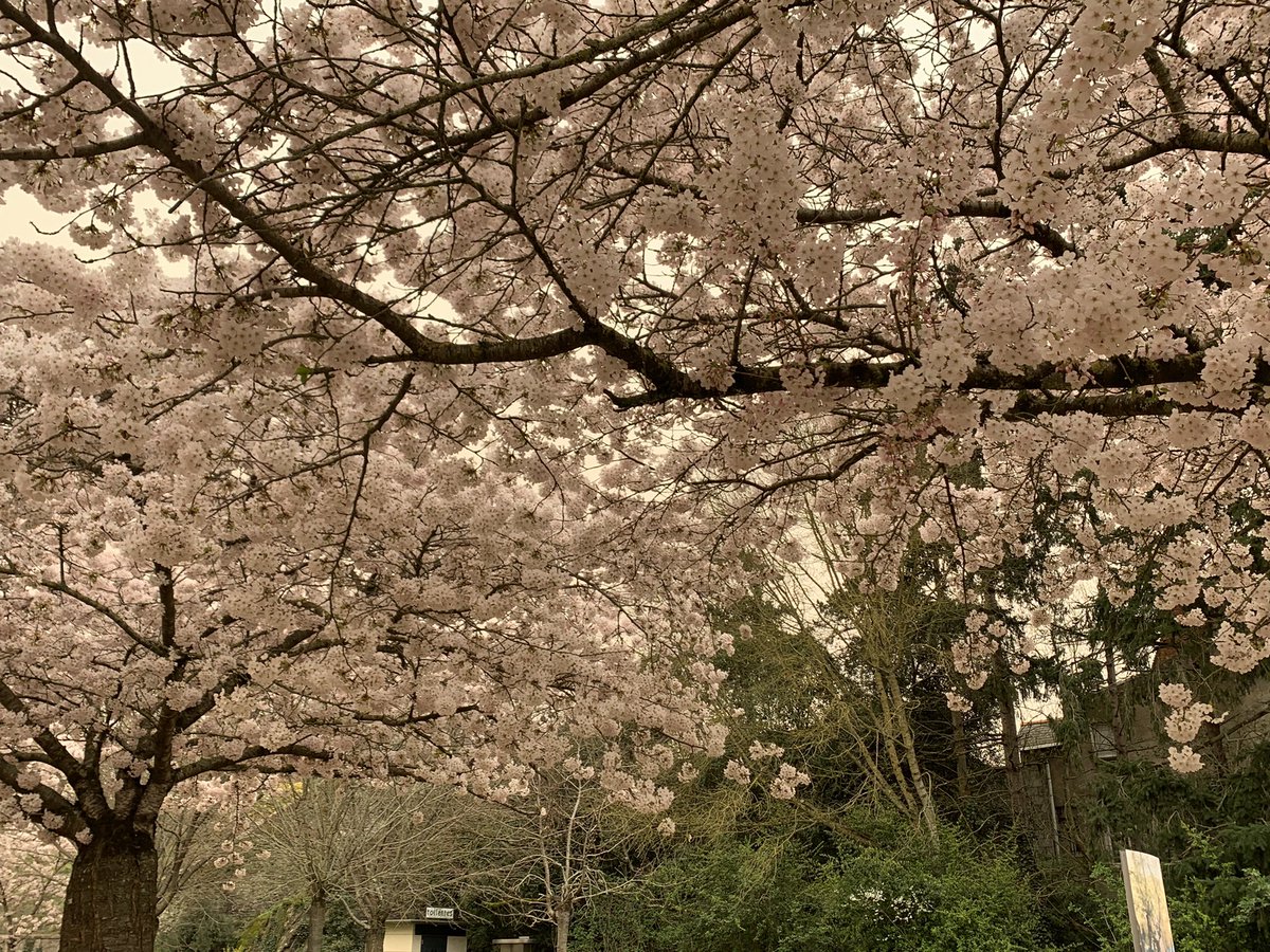 Angers_Jardins's tweet photo. A #Angers aussi ce mercredi c’est l’Hanami mais avec le sable du Sahara le blanc de nos cerisiers ont un rendu « photo ancienne sépia » ! #battleflower https://t.co/FFIgGDC85v