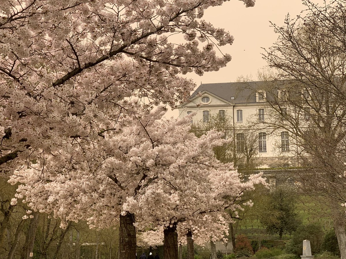 Angers_Jardins's tweet photo. A #Angers aussi ce mercredi c’est l’Hanami mais avec le sable du Sahara le blanc de nos cerisiers ont un rendu « photo ancienne sépia » ! #battleflower https://t.co/FFIgGDC85v