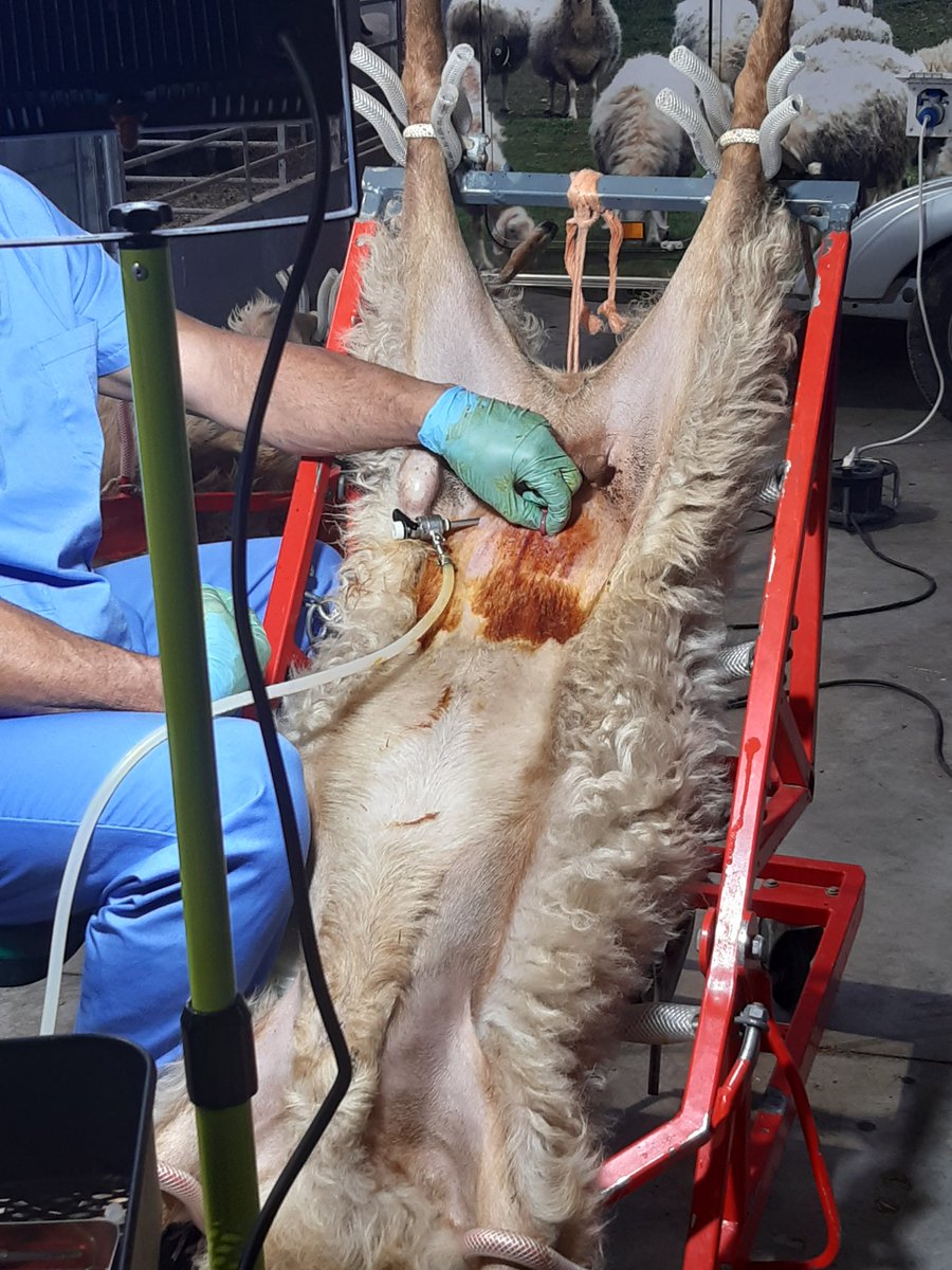 ASSAF.ESPAÑA tweet media