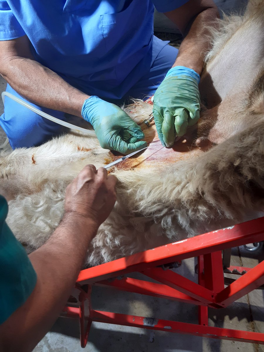 ASSAF.ESPAÑA tweet media