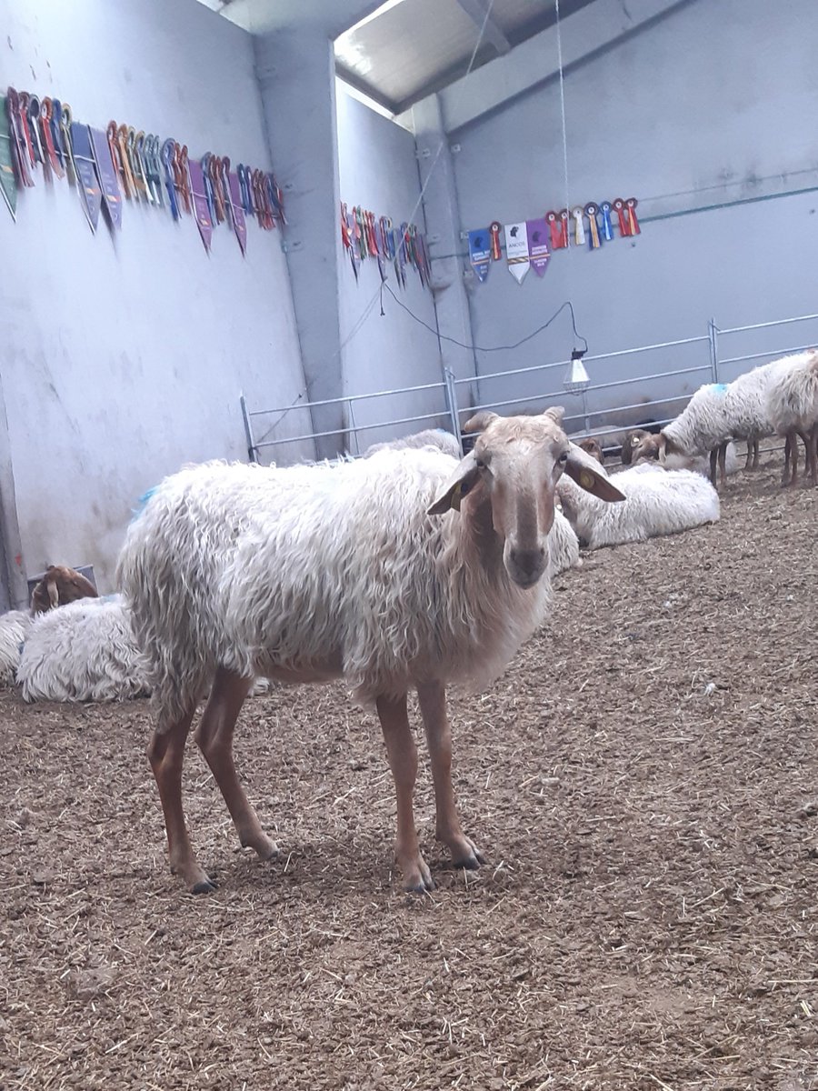 ASSAF.ESPAÑA tweet media