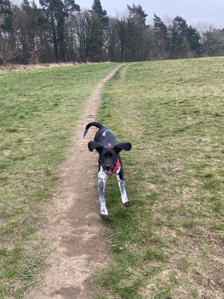 Rosie_1st's tweet photo. I is practising flying! Mum thinks my ears will help me take off…
#cockador #dogsoftwitter https://t.co/ZVLhqJ1be8