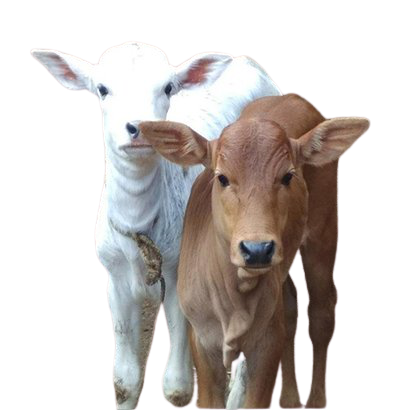 GavyaChetnaa tweet media