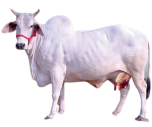 GavyaChetnaa tweet media