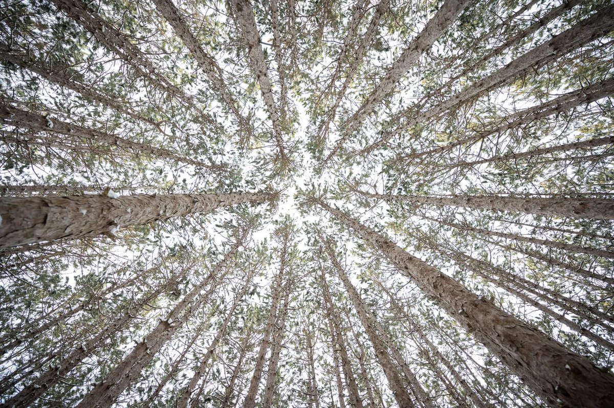 feathermoss's tweet photo. HOW TO LISTEN to constituents and #SAVETREES !!
This is beyond enraging,tax payers are ignored, at the expense of our pocketbooks and our #Greenspaces #savehuntclubforest #saveQueenJulianaPark #SaveMerBleue #shameOnOttawa for destroying the woodlot on #Dominion yesterday‼️ https://t.co/fe4WBKulJy