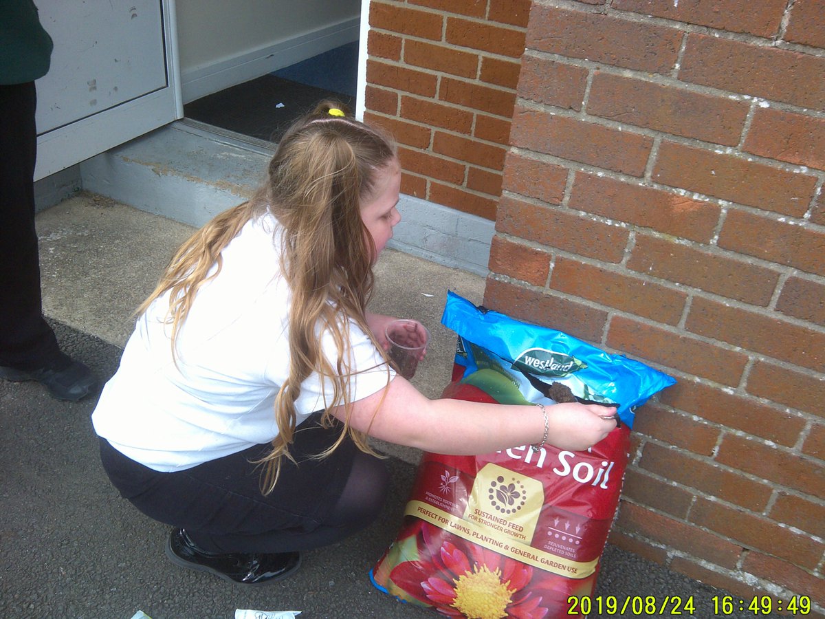nylandcampus's tweet image. Pupils planted Pea seeds in science this term so they can learn as well as see them grow! #seeingislearning #science #watchthemgrow