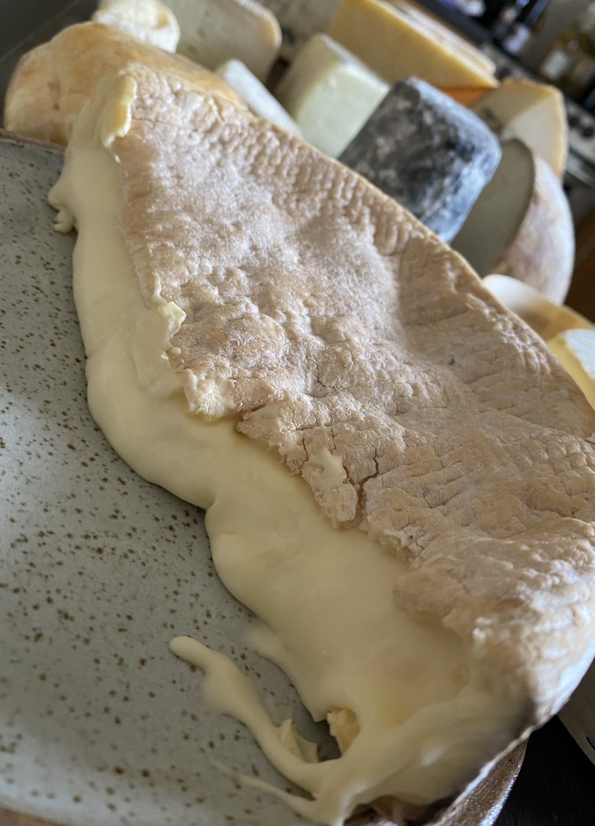 White Swan at Fence tweet media