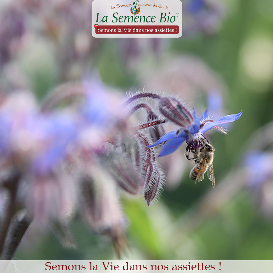 La Semence Bio tweet media