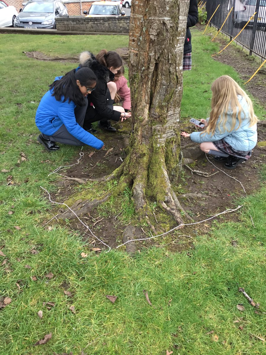 Carolside_PS's tweet photo. P7b exploring outside investigating biodiversity. #CPSSTEAM #ERSTEM #BSW22 https://t.co/q8U7itpnAE