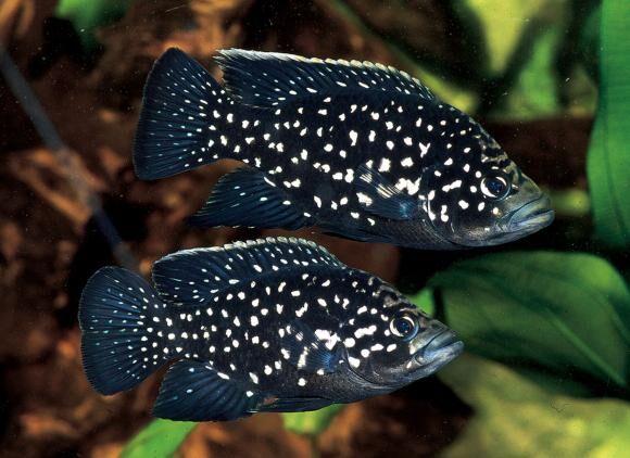 LiveFishDirect's tweet photo. If you don’t have Bleekeri Big Spot Andapa yet, jump on to #LiveFishDirect to check out if we have some in stock. These black-and-white spotted fish are completely unique and are a striking addition to any #AfricanCichlid tank. https://t.co/ncPvcHwn5V https://t.co/rPjBbEsqal