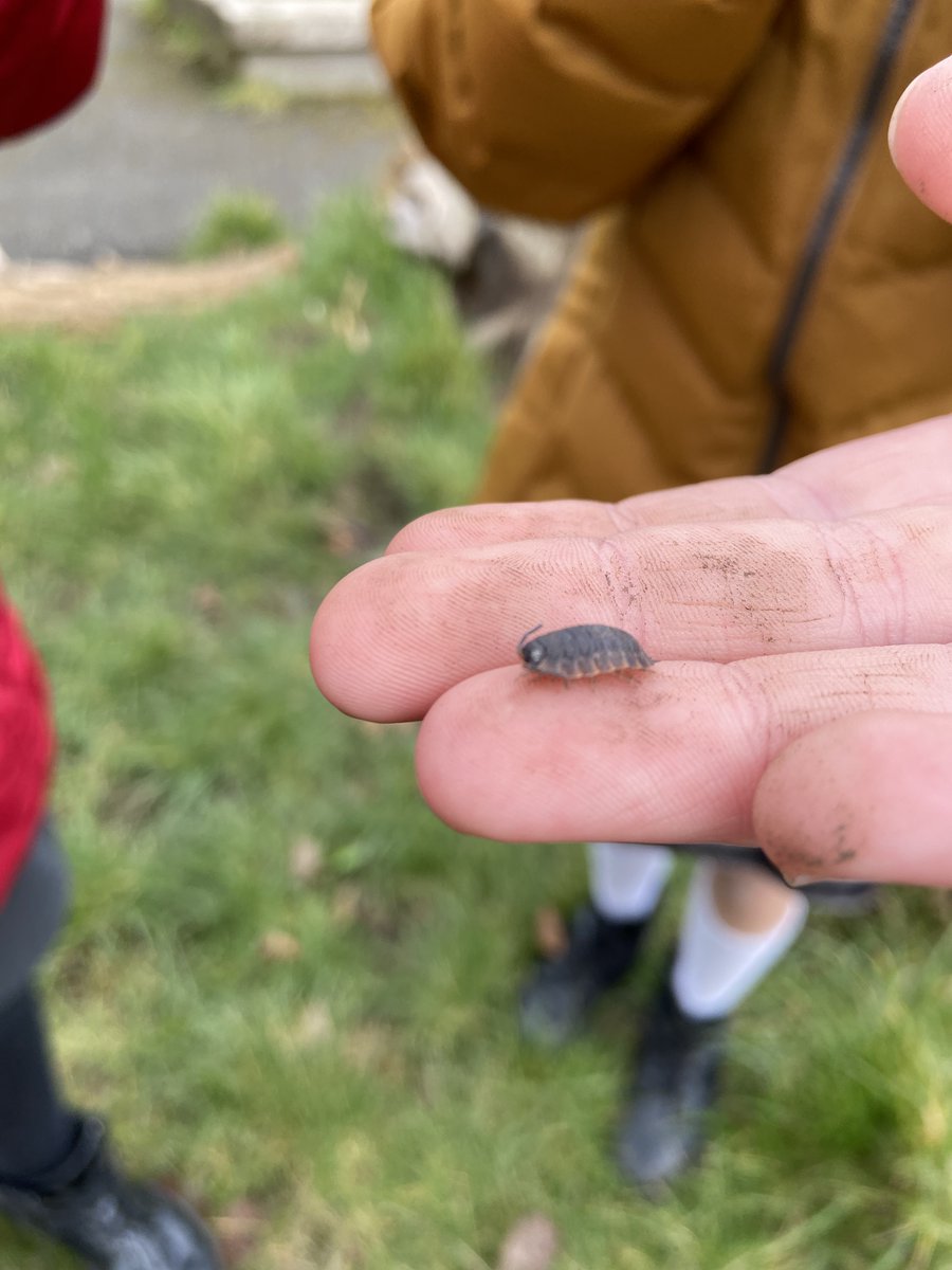 Carolside_PS's tweet photo. More photos of P7b exploring outside investigating biodiversity. #CPSSTEAM #ERSTEM #BSW22 https://t.co/PwJF85MNb9