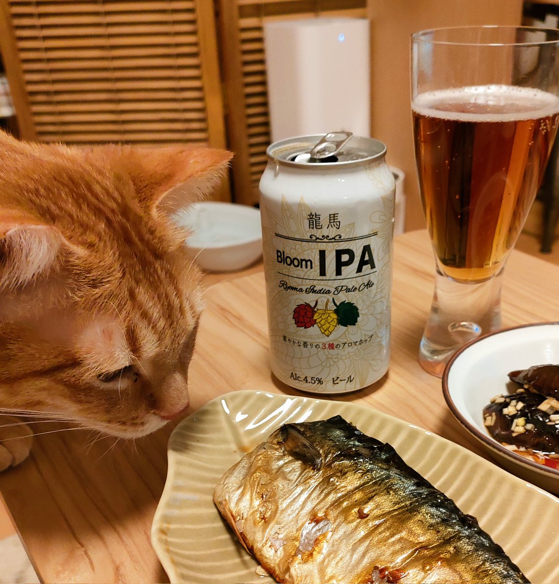 langnike's tweet photo. ただいま、ラングドン!
今日は塩サバ…ランニケの食付きが凄すぎる。。
ディフェンスしながらお急ぎ食べる😅
初めてのビールは、見た目よりも軽くて程よい苦味が美味しい!
#猫のいる暮らし #猫好きさんと繋がりたい #BloomIPA #龍馬 https://t.co/aal7dW1LzO
