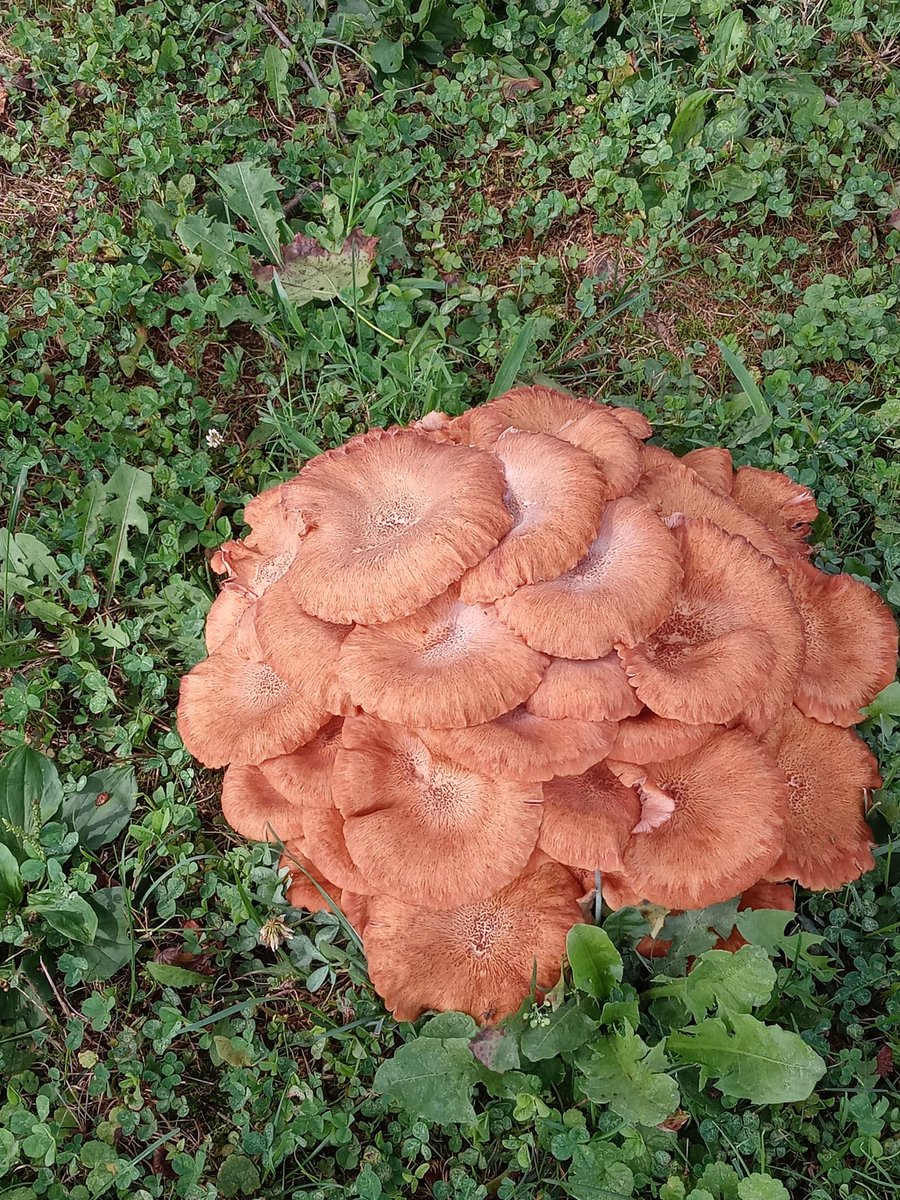 CardanoArmy.io tweet media