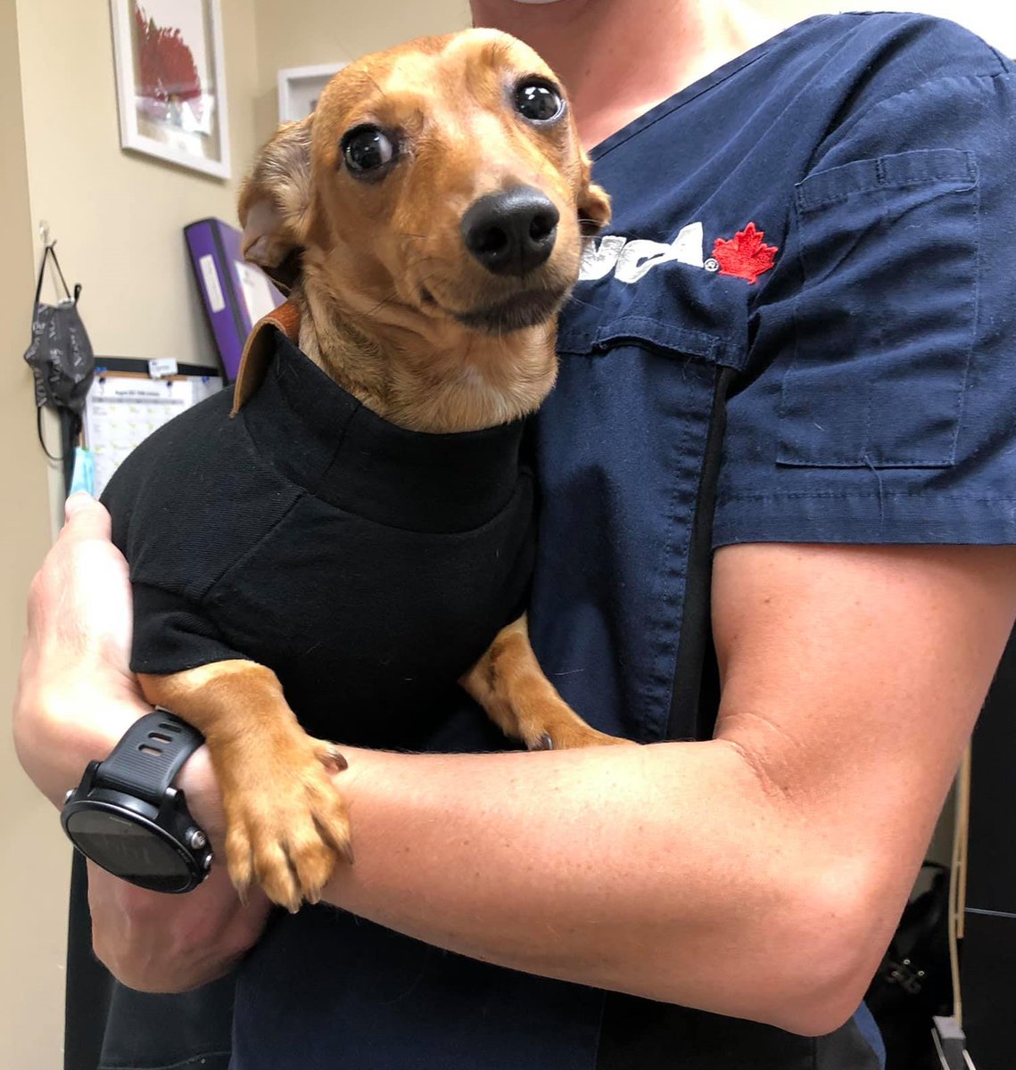 Visits to your favourite VCA vet is always business casual #VCAPets
