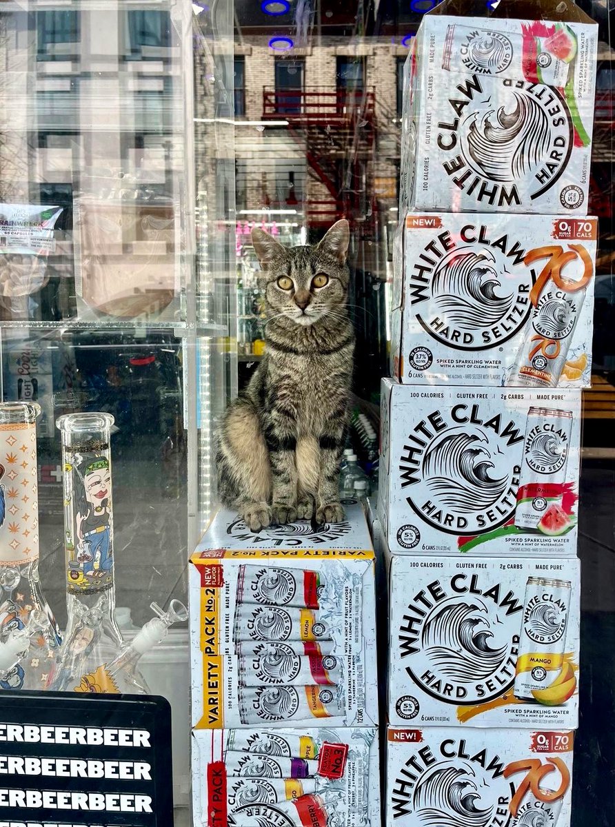Bodega Cats tweet media