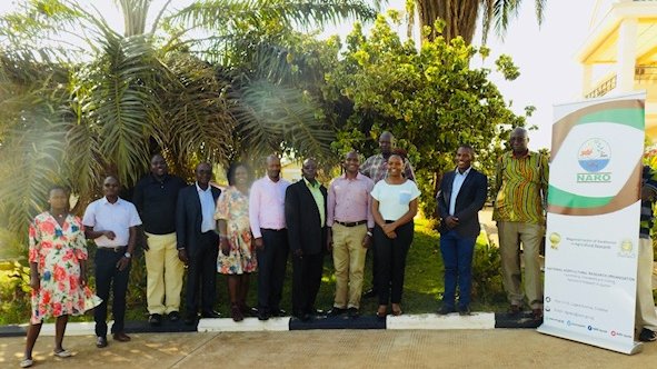 As part of <a href="/narouganda/">NARO Uganda</a> efforts to produce and supply Early Generation Seed (EGS), <a href="/naroholdings/">NARO HOLDINGS LIMITED</a> represented by the General Manager <a href="/MUTACRIS/">Chris Muwanika</a> and the Operations and HR Manager @MsJollyMarion    held a meeting with breeders on 03rd March, 2022 to plan for EGS production and supply.