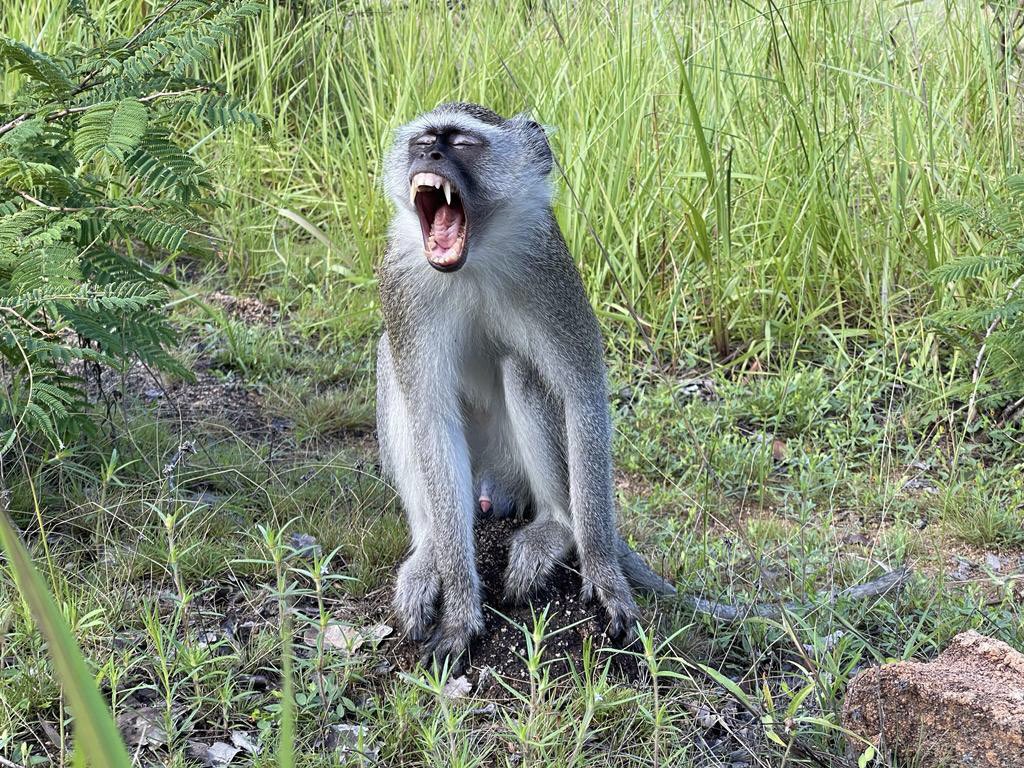 Good morning from John, one of the vervets of our release troop in #KafueNationalPark! John was rescued by the ZPP Rescue Team in Chingola in 2020 after all his life being tied to a tree illegally kept. Now John has his own family and he is wild and free 💚 #primate #monkey