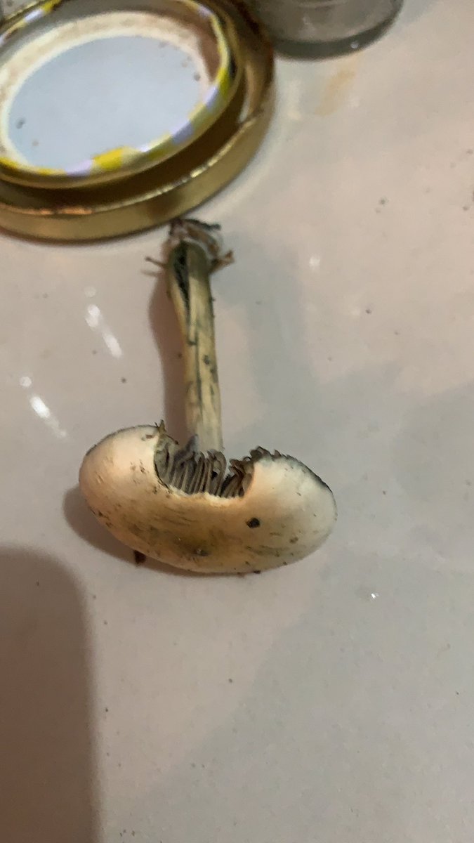 SHOCK EN | WM Ambassador 🇨🇷🇨🇦 🎈 tweet media