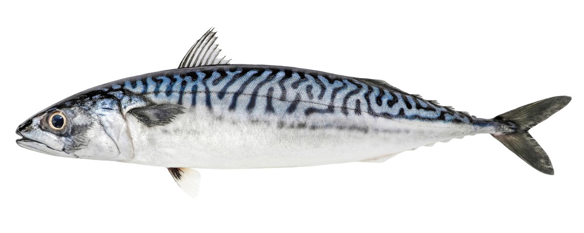 magtivio's tweet photo. Need to get #dna from #fish in #fishfarming or #fishery ? MagSi-DNA Animal, our fast and cost-effective DNA extraction kit, now has an #Application describing how to isolate DNA from Atlantic mackerel (Scomber scombrus) https://t.co/DJEMxYaNWL #samplepreparation @magtivio https://t.co/ROjSsaPNVP
