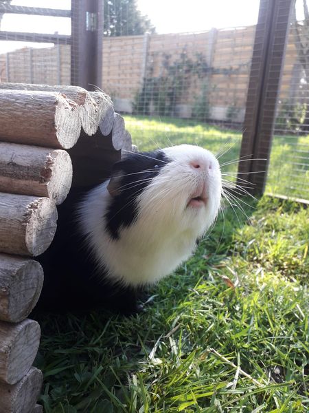 NowBoardingPets's tweet photo. Spring is in the air! https://t.co/OK90Qoi0uk