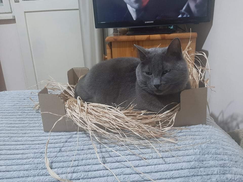 dulcineza's tweet photo. А пък моят котарак обича да "мъти" 🤣 #котешкисмешки #CatsOnTwitter #catfun https://t.co/OJ51PZvRtq