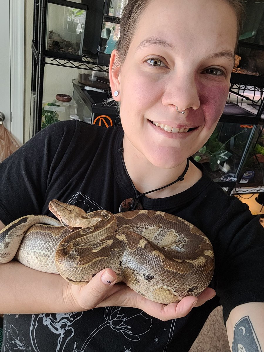 Neon_Peppermint's tweet image. I&apos;m in loooove. Sticking with the name Chai :) #snake #reptile #borneoshorttailpython