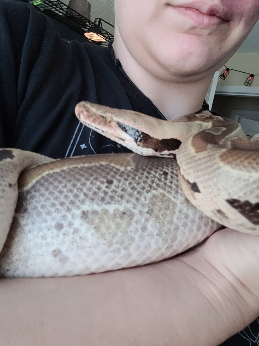 Neon_Peppermint's tweet image. I&apos;m in loooove. Sticking with the name Chai :) #snake #reptile #borneoshorttailpython