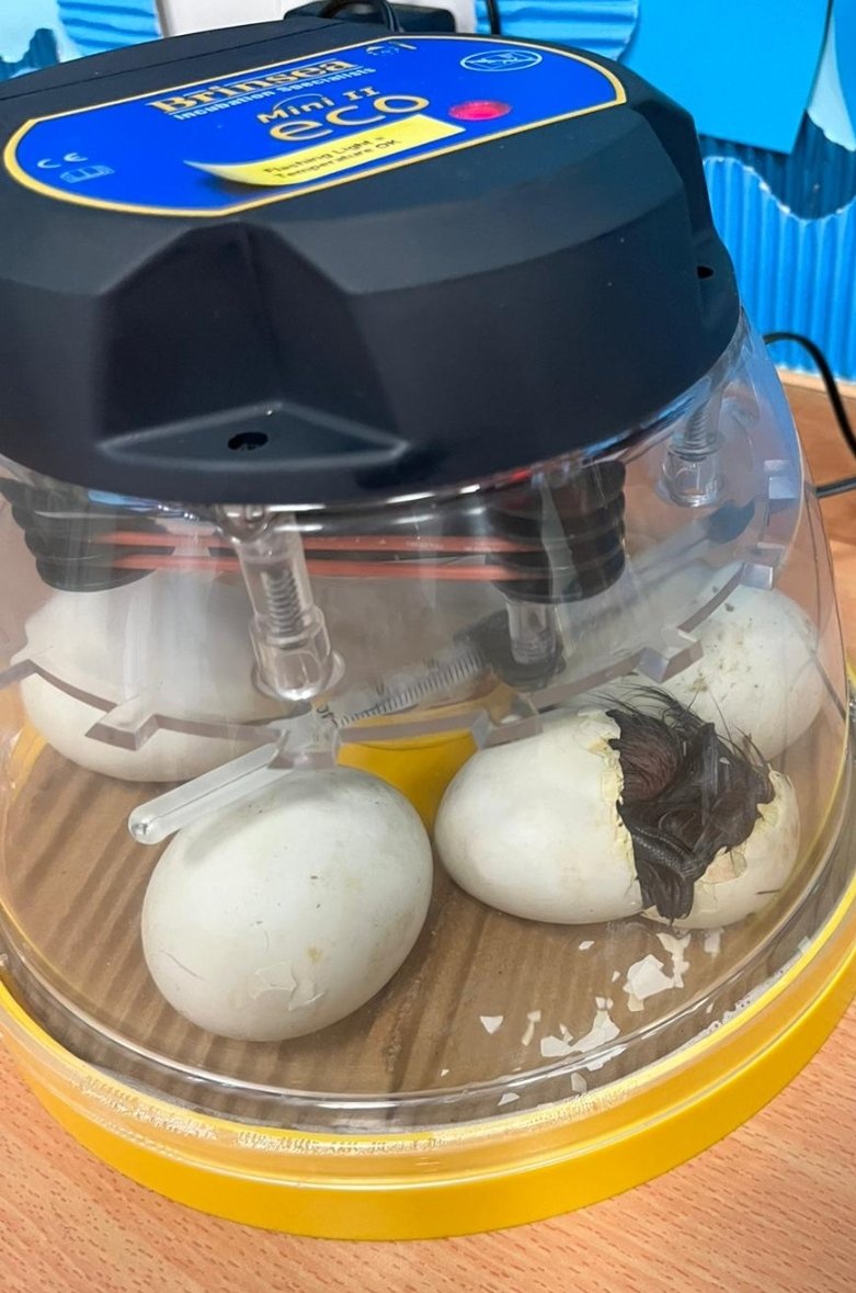 Our first duckling has hatched!