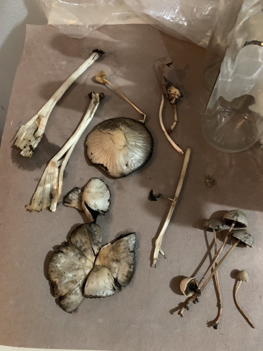 SHOCK EN | WM Ambassador 🇨🇷🇨🇦 🎈 tweet media