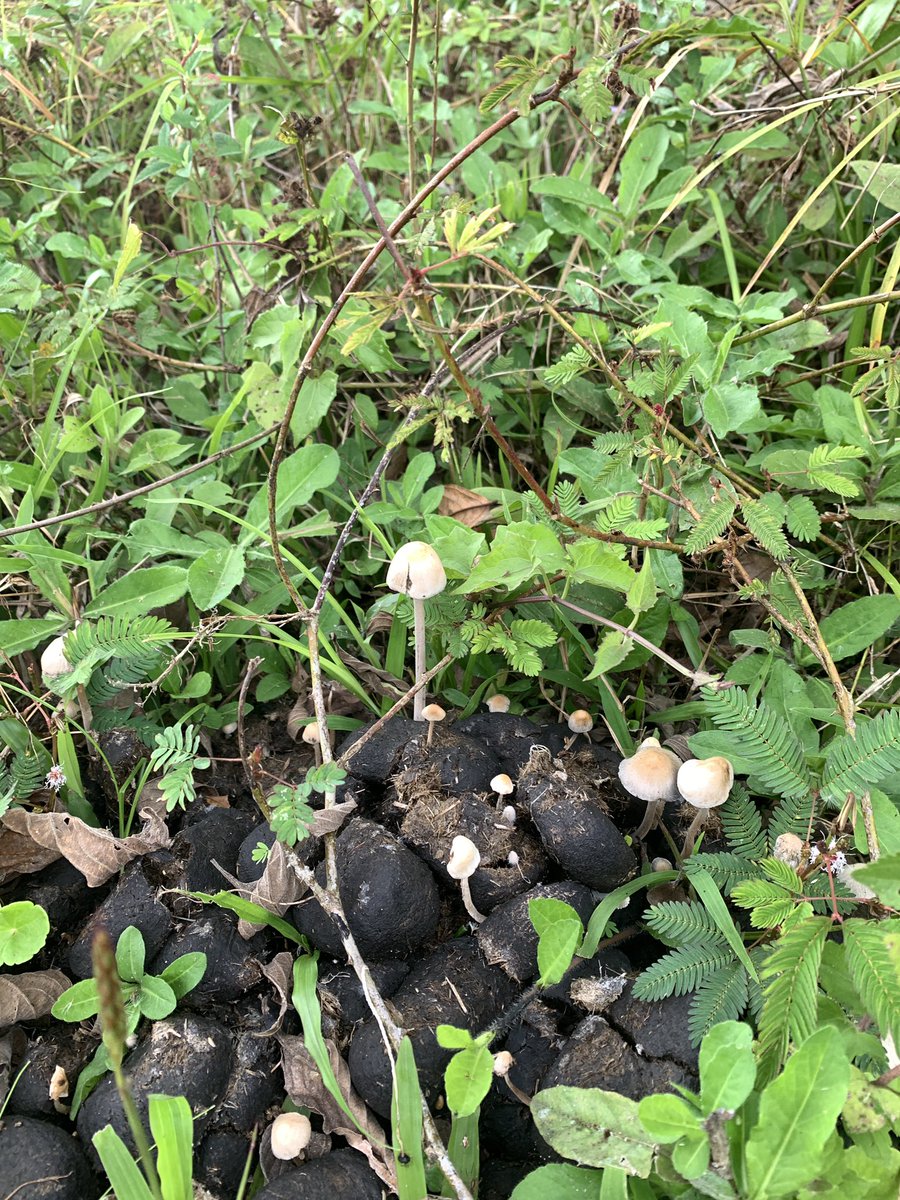 SHOCK EN | WM Ambassador 🇨🇷🇨🇦 🎈 tweet media