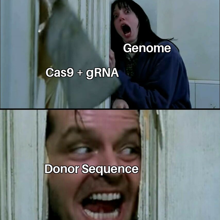 GenScript's tweet image. Ready or not... here comes Cas9! 😅

#CRISPR #geneediting #geneengineering #genetherapy #lablife #sciencememes #phdlife #biology #biotech
