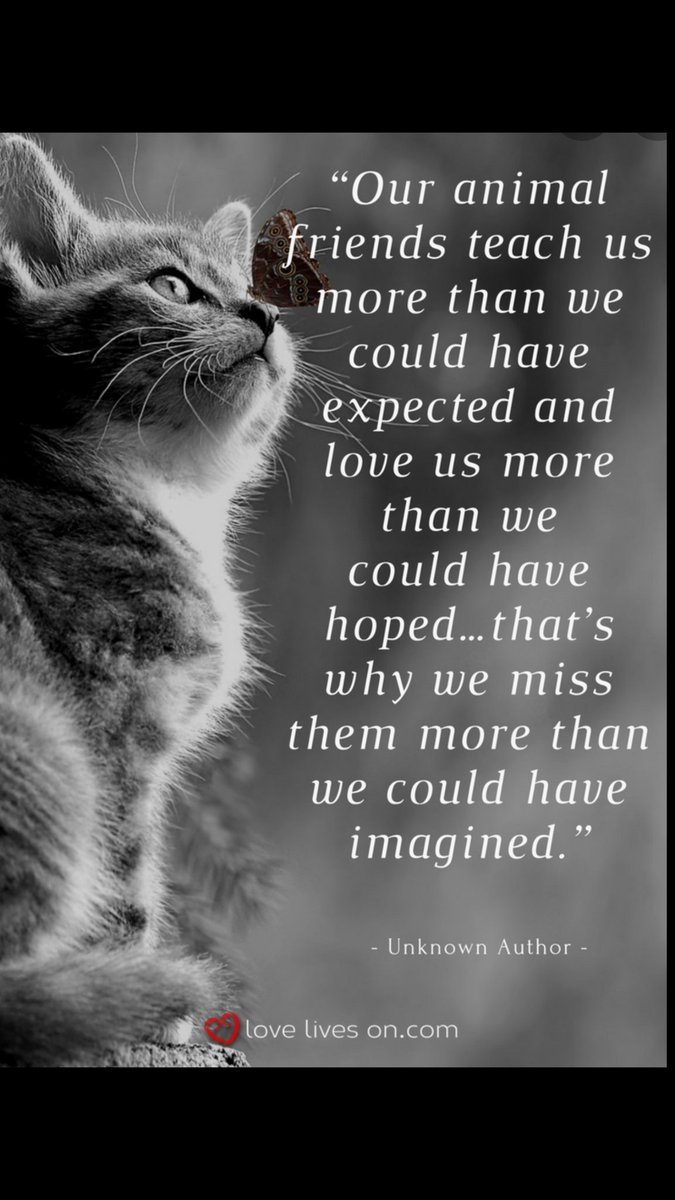 GrintalsInta's tweet photo. @ThewendCat 💔💖💔 https://t.co/4NbzZf5Y3l