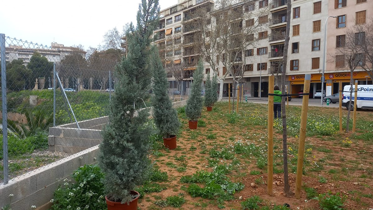 ajuntpalma's tweet photo. 🌳 Sembram 14 exemplars de xiprers al solar de Carles I i Francesc Rover👉 per tal de crear una pantalla verda de separació amb el torrent de la Riera ✅ Aquesta sembra forma part de la de més de 500 arbres iniciada al mes de gener. #Objectiu10mil #PalmaSostenible https://t.co/iaQMAb0lrb