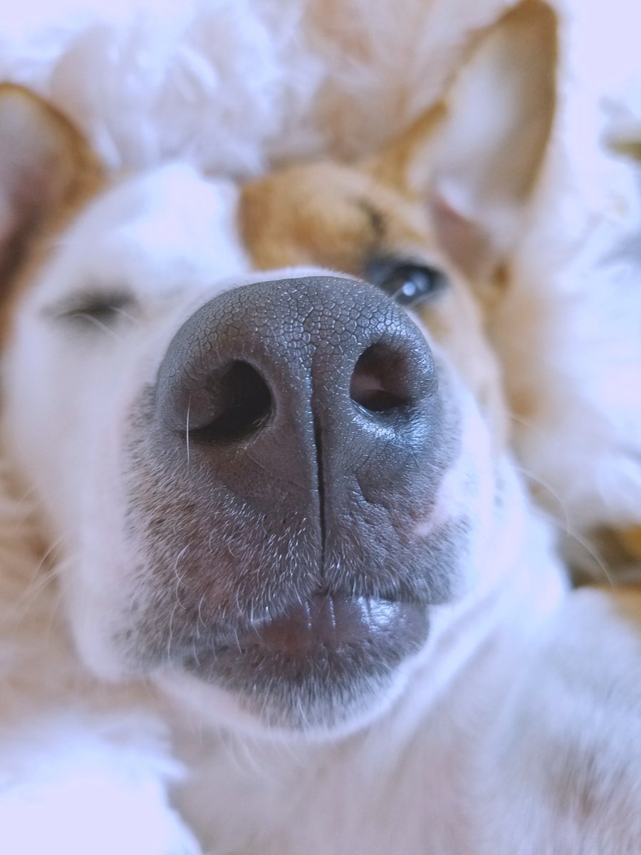 Some days you just need to boop the snoot. Happy Wednesday everyone!