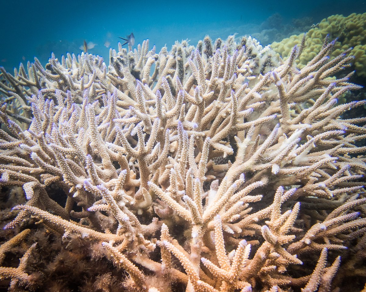 datamermaid's tweet photo. Did you know: Staghorn coral are home to a complex array of fish and other species. They are also a key shoreline protector against storms/large waves ๐!
#ReefFacts #StaghornCoral https://t.co/aB3LlPRW5h