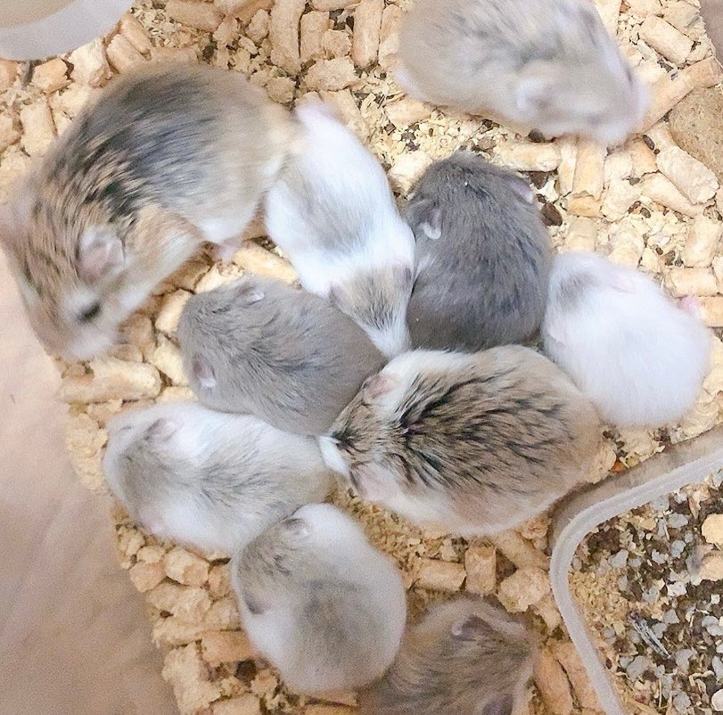 ロボロフスキー赤ちゃん Twitter Search Twitter