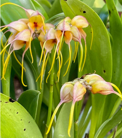 sforchidsociety's tweet photo. Masdevallia tridens shared by SFOS member VIncent Pietromartire

#sfos #sforchidsociety #orchids #orchidflowers #flowers #inbloom https://t.co/sMHbubHhmd