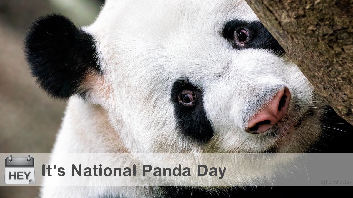 HeyWhatDay's tweet photo. It's National Panda Day! 
#NationalPandaDay #PandaDay #GiantPandaDay https://t.co/QakiWO5ddi