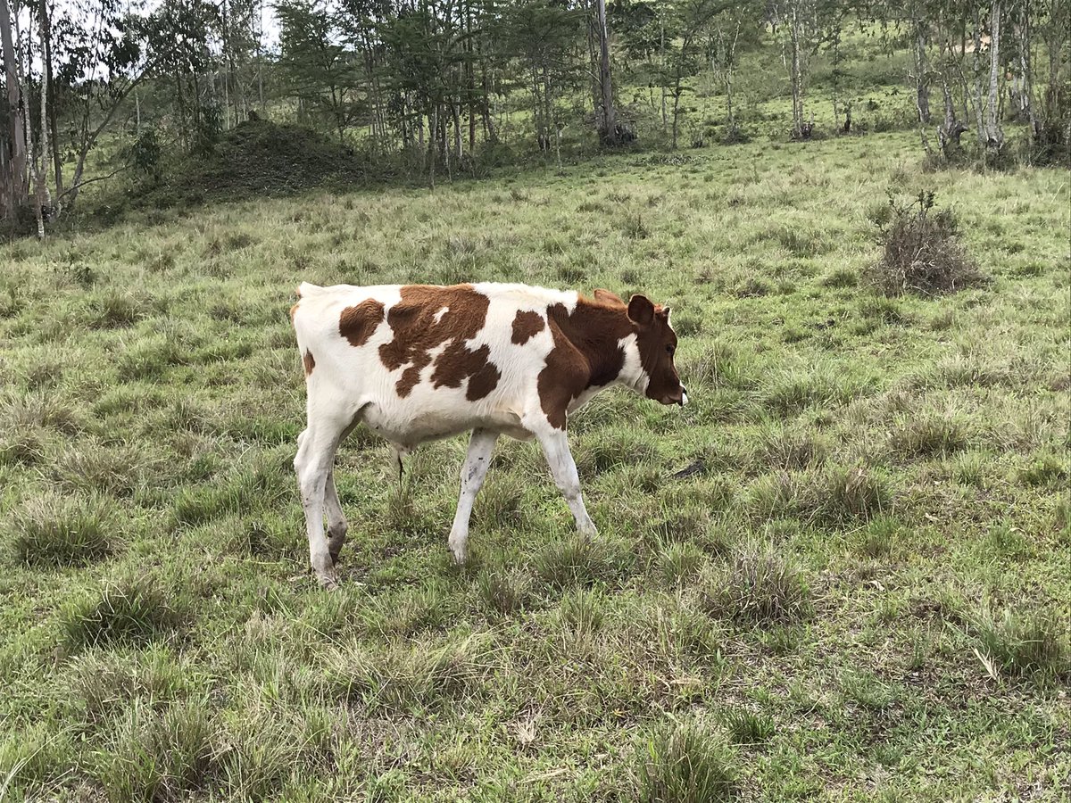 Novine_Farm's tweet photo. Future herd leader 

Rw’Ihinda
#RoyalLineage #AyrshireDream https://t.co/A2j9LENi5B