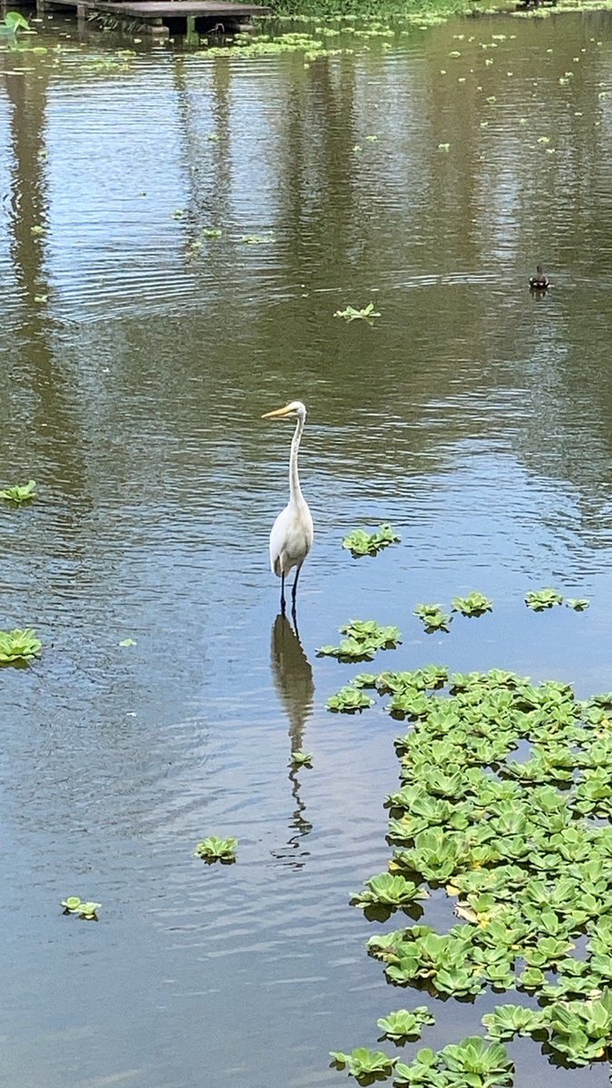 Ingrid Hsing tweet media