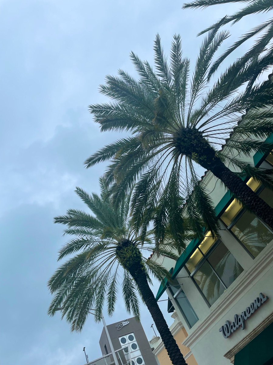 sofiamarie00's tweet photo. Miami, Florida 🌴 https://t.co/6s2l9zBovk