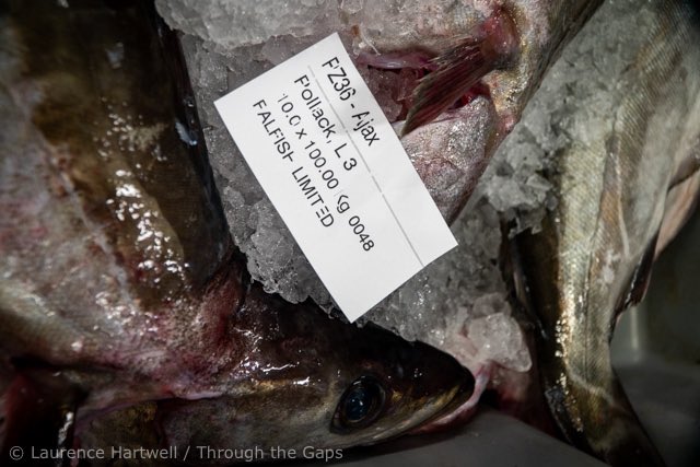 NewlynFishing's tweet photo. “Pollack a Plenty”…Much revered by the French &amp; Now becoming a Favourite here in the #Uk! .. #CornishPollack (Great #Sustainable alternative to Cod) Now Harvested/landed by @Ajax_Hake for a #Fishmonger near You!! @NFF_fishmongers @CornwallSeafood #FreshCornish https://t.co/sSNJMuZXlr