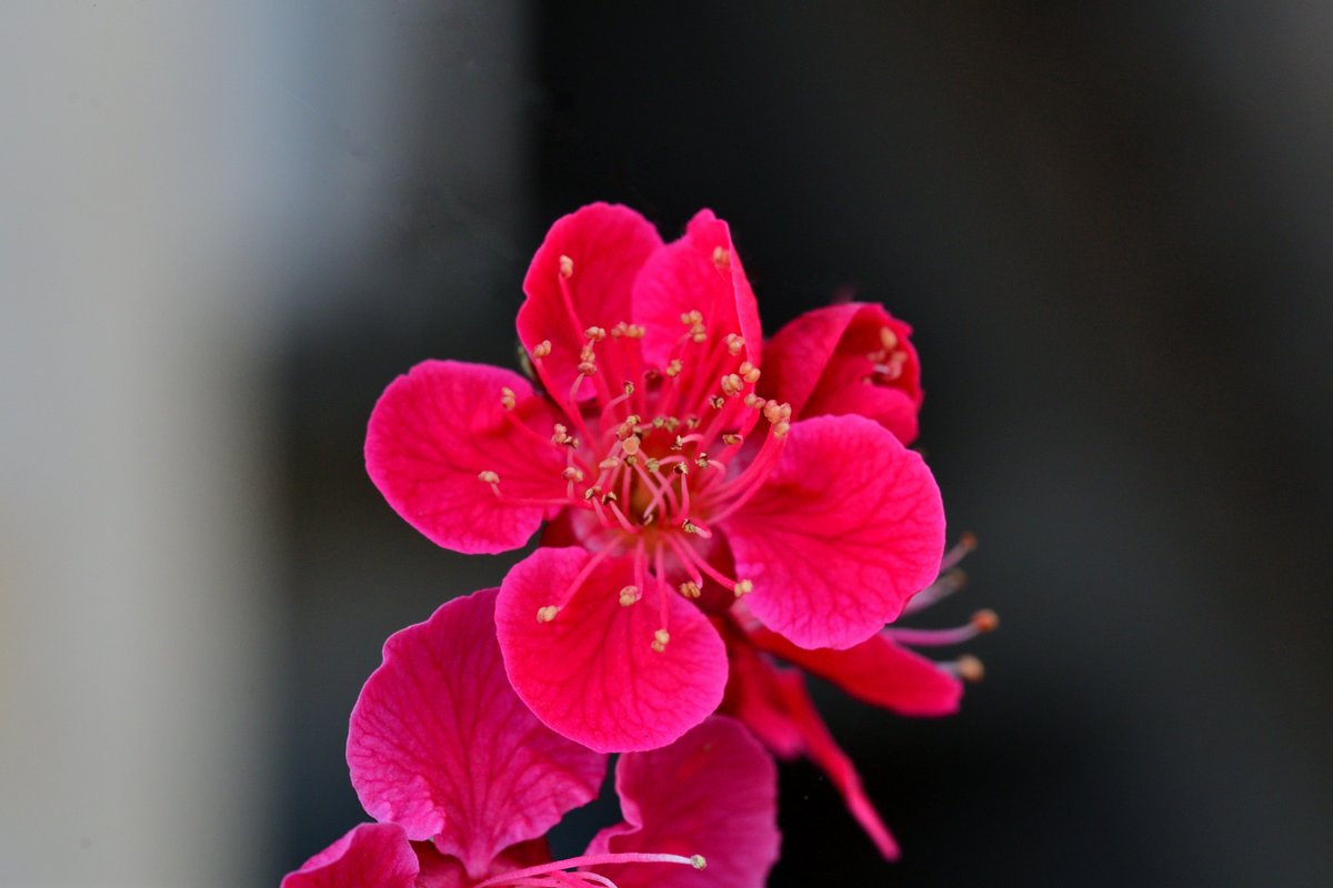 zc6mc21's tweet photo. キャンペーン応募
2022春の彩り
#集まれ一眼レフ好き
#PENTAXキャンペーン2022
#D500
#TAMRON
#F017 https://t.co/5J8pkgkGRj