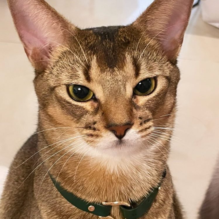 ten as cat 🐱 tweet media