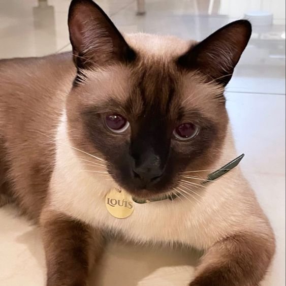 ten as cat 🐱 tweet media